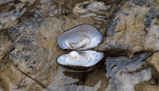 Fresh Water Pearl Clam On River.