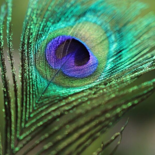 A peacock's feather