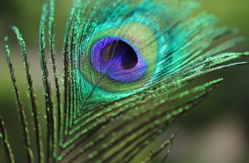 A peacock's feather